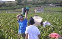 Début des vendanges 2013 : des jobs de vendangeurs à saisir