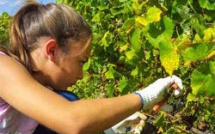 Vendanges 2015 : encore des jobs de vendangeurs à saisir